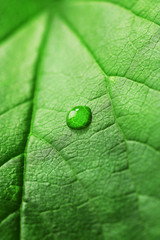 Green leaf with droplet, closeup