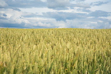 Summer on wheat field.