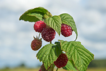 Growing raspberries.