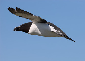 Razorbill in flight 3