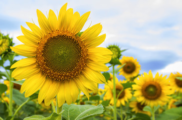 Beautiful landscape with sunflower field 