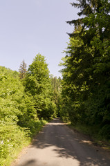 asphalt road in the woods