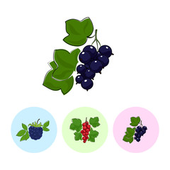 Berry Blackcurrant  on White Background , Set of Three Round Colorful Icons Blackberry, Redcurrant and Blackcurrant , Vector Illustration