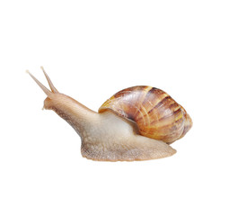 Snail on white background  with clipping path