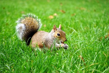 Squirrel on the green grassland / 緑の草原の上で遊ぶ可愛いリス