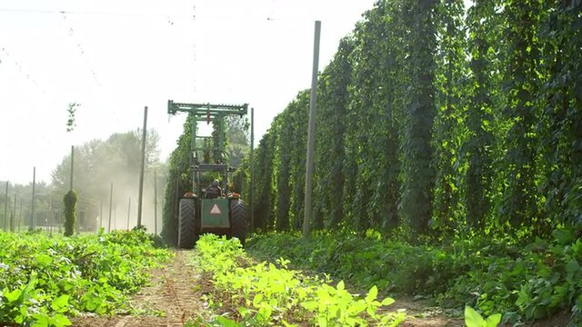 Tractor harvesting hops