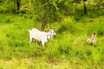 Obraz na płótnie Canvas Sheeps in a meadow