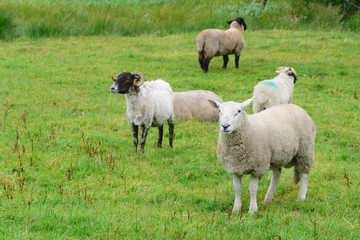 Ring of Kerry Sheep