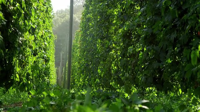 Rows of hops ready for harvest