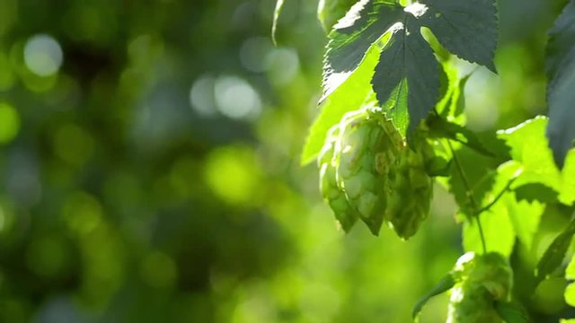 Ripe hop hanging on the branch