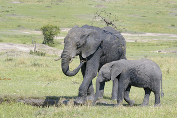 Obraz premium African Elephant (Loxodonta africana) standing together and throwing mud in the air, at a waterhole, Serengeti national park, Tanzania.