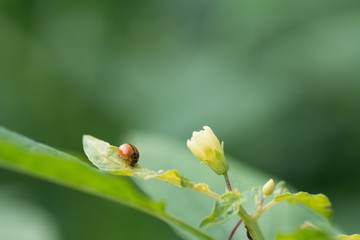Small insect orange Eating leaves .
