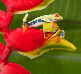 One red-eyed tree frog climbing over another tree frog