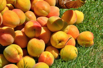 apricots