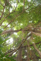tree top branch upper photo green environment concept
