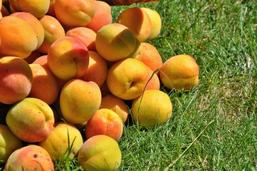 apricots