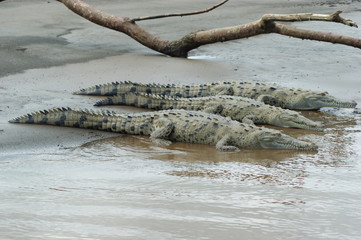 crocodile