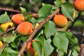apricots on tree