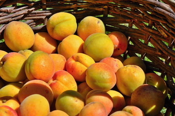 Apricots in basket