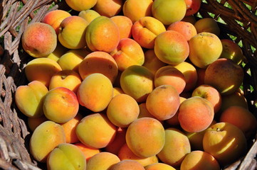 Apricots in basket