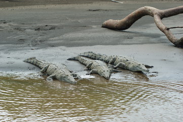 trois crocodiles
