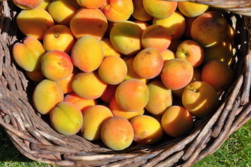 Apricots in basket