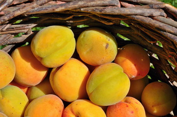 Apricots in basket