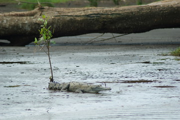 crocodile