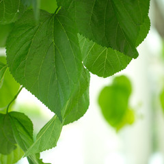 Green postcard with leaf, place for your text