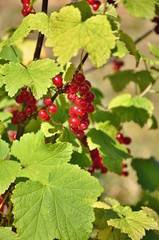 red currants