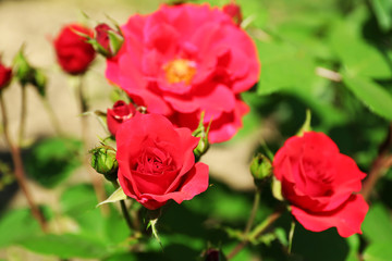 Beautiful roses on green bush in garden
