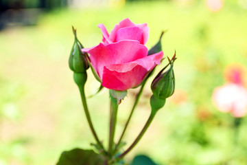 Beautiful rose on green bush in garden