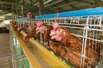 Farm chicken eggs.