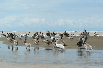 p&eacute;licans bruns