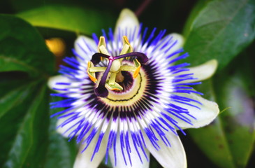 Passion Plant Flower in Full Bloom