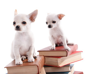 Adorable chihuahua dogs on heap of books isolated on white
