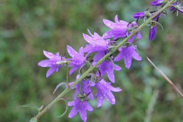 Fototapeta premium Pretty purple, bell shaped Harebell flower (Campanula rotundifolia) growing in a flower garden