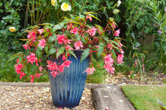 Pink double fuchsia plant in a blue china pot