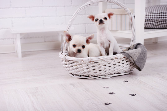 Adorable chihuahua dogs in basket and muddy paw prints on wooden floor in room