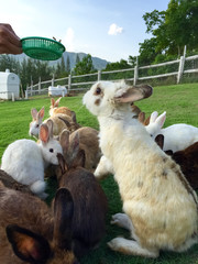 feeding rabbits in farm