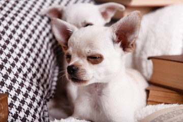 Adorable chihuahua dogs with books on sofa