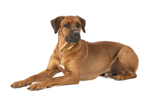 Rhodesian Ridgeback Dog On A White Background