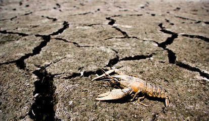 Drought - river dried up with died crab- Global warming