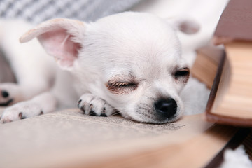 Adorable chihuahua dog with books on sofa