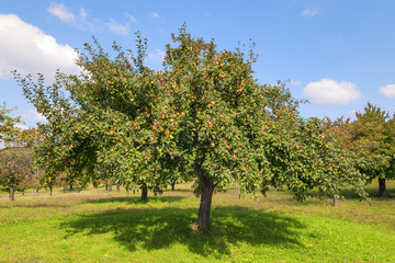Fototapeta na wymiar Apple trees Lake Constance