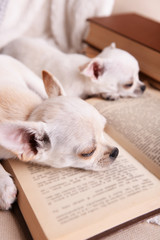 Adorable chihuahua dogs with books on sofa