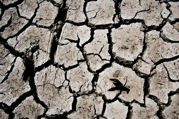 Drought - river dried up with died crab- Global warming