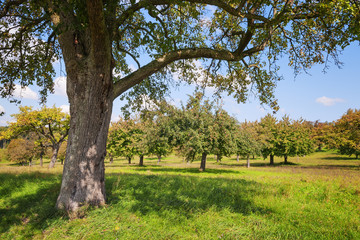 Apple trees Lake Constance