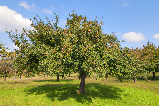Apple trees Lake Constance