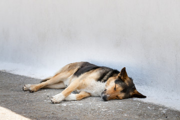 Sleepy dog Santorini